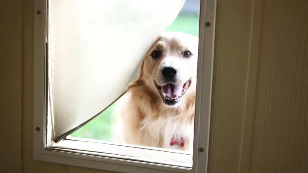 How Much Does a Pet Door Installation Cost?
